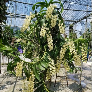 Lan Quế trắng tháng 8 - Loài lan quí hiếm, hoa thơm, sai hoa, dễ sống