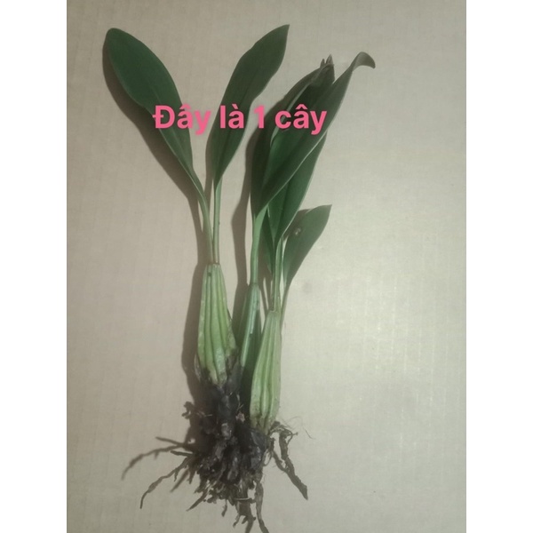 🍀HÀNG ĐẸP🍀Hoa Lan Vũ Nữ