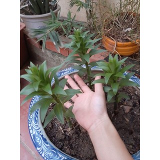 Củ Ly Thân cao Hoa Màu Cam (Củ Ly Giống)