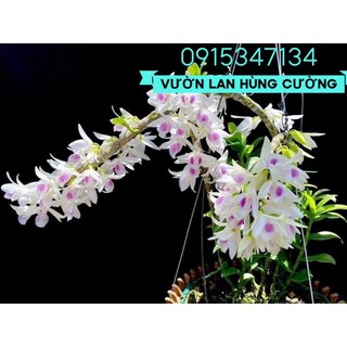 Phi điệp đột biến 5 cánh trắng phú thọ
