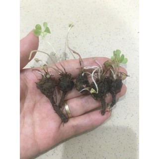 Cỏ ba lá(10 củ)HOA TẾT kèm phân