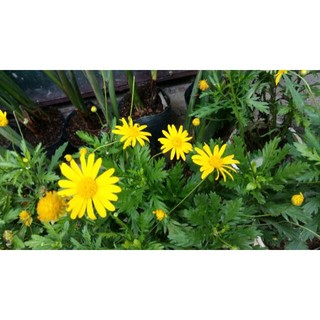 Cúc thân gỗ thân(cây giống)