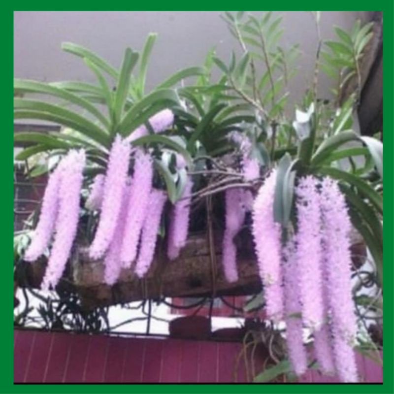 5 cây hoa lan đuôi chồn rừng lai châu,đủ màu xanh đẹp