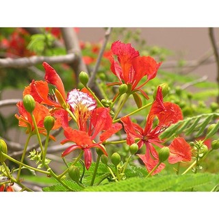 Cây giống hoa Phượng Vỹ đỏ-cam kết chuẩn giống