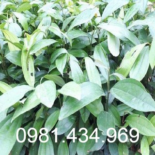 02 Cay Quế Giống (Quế Cay) Cao 40cm