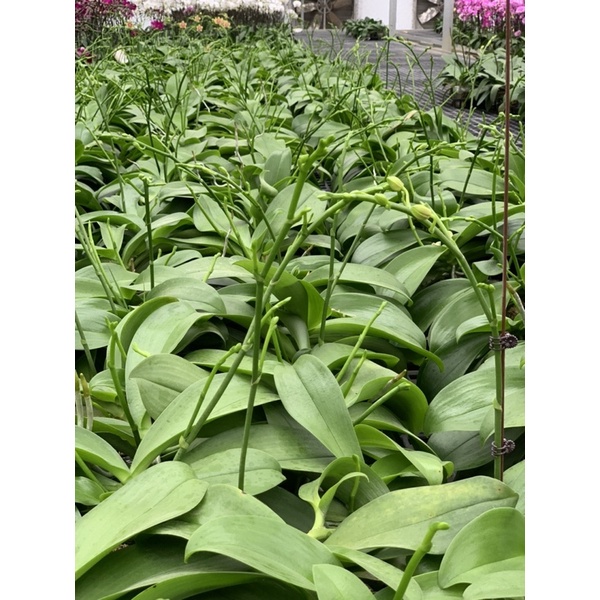 Hoa lan hồ điệp thơm