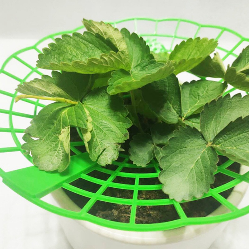 Giá Đỡ Cố Định Trái Dâu Bằng Nhựa Hình Tròn Tiện Lợi Dành Cho Ban Công