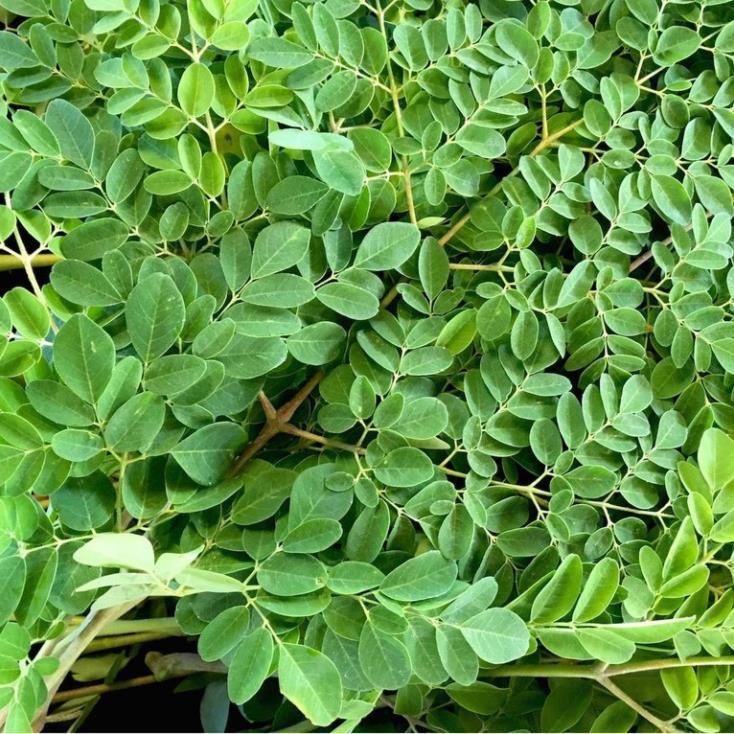 Hạt Giống Chùm Ngây 200hạt,200hạt TPV