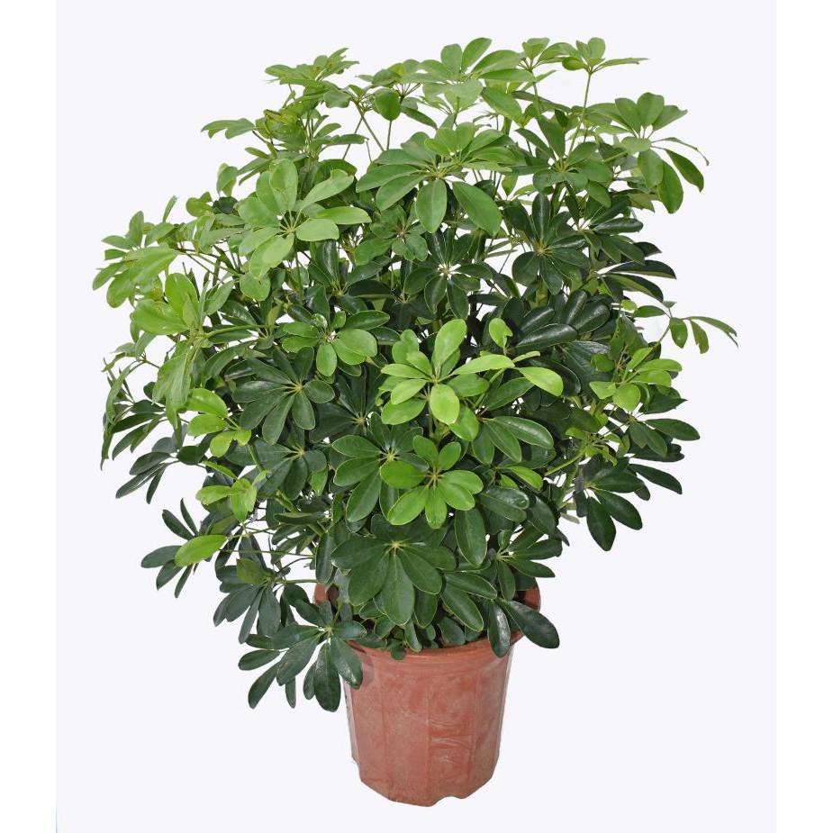 10 mầm giống cay ngũ gia bì TPV