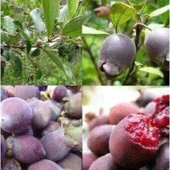 CÂY GIỐNG SIM TÍM rừng [ Cây Sim ra hoa, ra quả trông bài hát Chuyện Hoa Sim ] [ Cây giống đẹp đang 