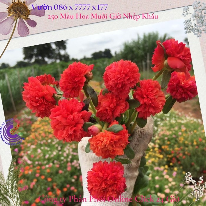 Hoa Sam Kép Xù Khủng Hoa Mười Giờ Sam Thái Kép Siêu To Gấp 3 Lần Sam Kép Khác Siêu thị KM