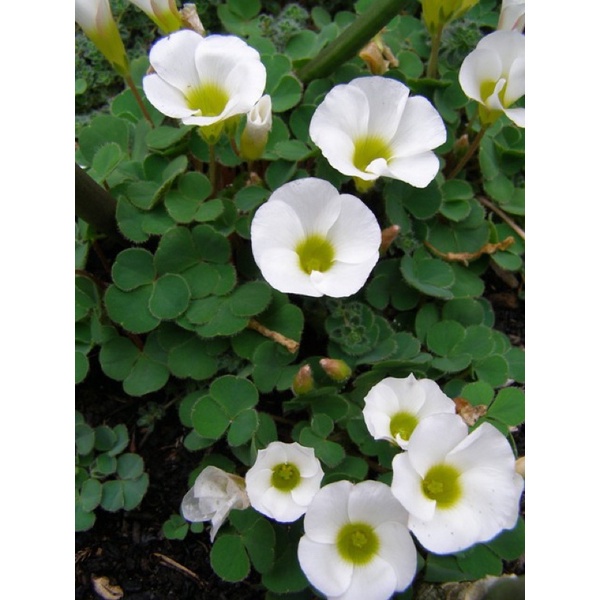 Củ hoa Oxalis Purpurea Alba chuẩn mặt hoa
