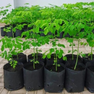 50h - hạt giống rau chùm ngây tpv