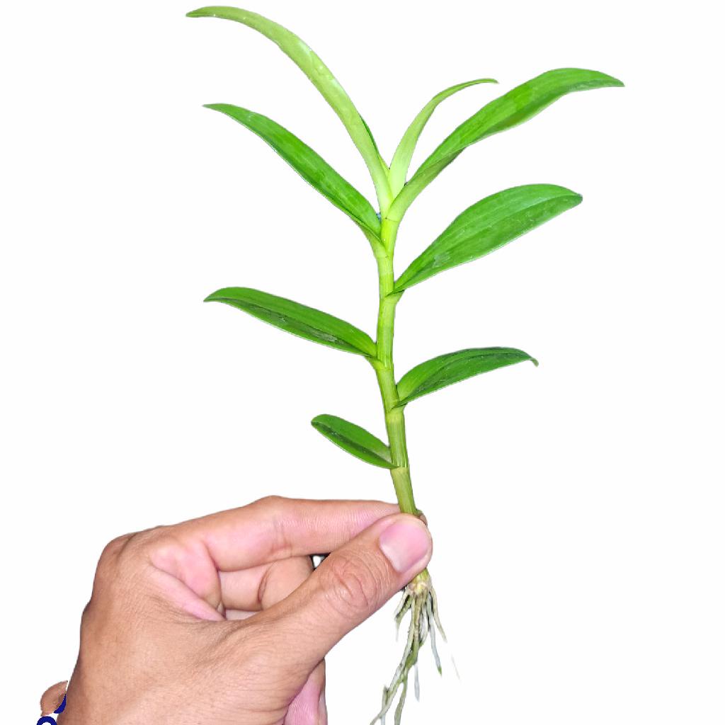 Lan đột biến 5 Cánh Trắng Phú Thọ - Kie ngắt trên thân mẹ 8-10cm Chuẩn hoa như hình