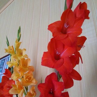 Củ hoa lay ơn ( cam kết giống chuẩn )