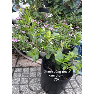 Cây giống chanh bông tím ( cây giống siêu sơm bảo hành)
