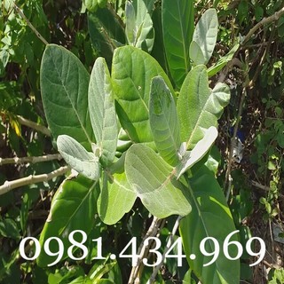 Lá Hen Khô 01 KG (Bàng Biển, Bồng Bồng, Lưỡi Bò)