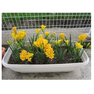 Củ hoa Lan nam phi chuẩn