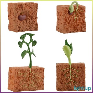 Vòng đời mô phỏng của hình chu kỳ sinh trưởng cây đậu xanh Các nhân vật hành động