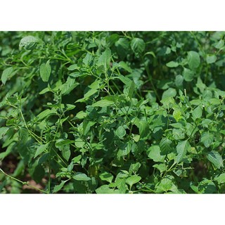 Hạt giống rau tầm bóp 0.5gr TPV