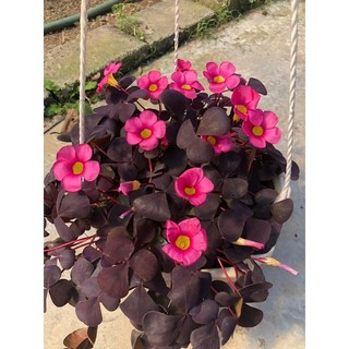 Củ hoa Oxalis Purpurea Garnet
