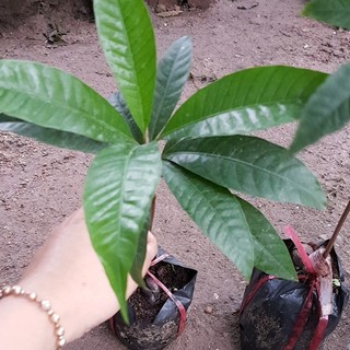 [Nhu_Mai_Garden]Cây trứng gà ( Lêkima) chất lượng cao