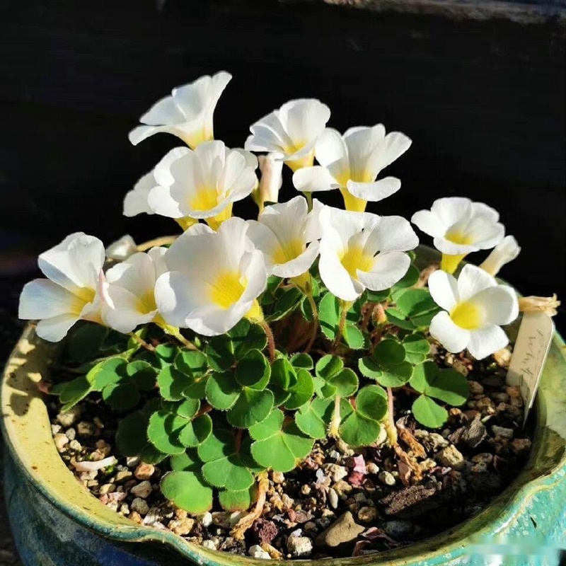 Củ hoa Oxalis Purpurea Alba chuẩn mặt hoa