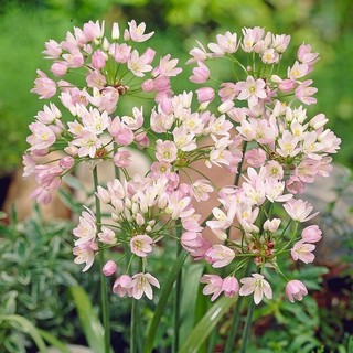 củ hoa alium(1 củ) HOA TẾT