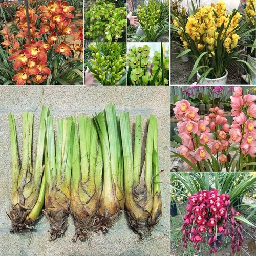 Bộ 4 củ giống hoa địa lan santo 4 màu hồng ,cam ,tím vàng,-thời gian có hoa 6 tháng