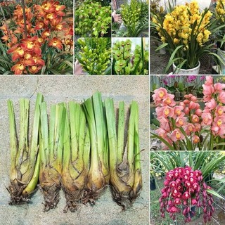 Bộ 4 củ giống hoa địa lan santo 4 màu hồng ,cam ,tím vàng,-thời gian có hoa 6 tháng