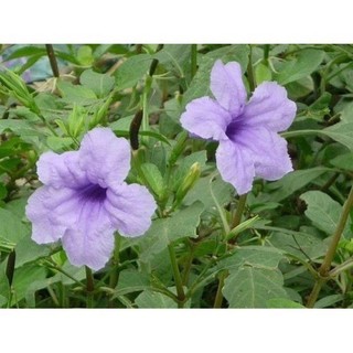 Cây Sâm Nổ (Sâm Tách) Khô 1Kg,500g TPV