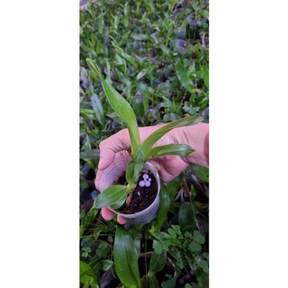 [Giá hủy diệt] Hoa lan vũ nữ hàng giống
