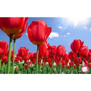 Củ hoa tulip (tuylip) được chọn màu( ra hoa sau 20-25 ngày)