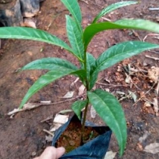 [Nhu_Mai_Garden]Cây trứng gà ( Lêkima) chất lượng cao
