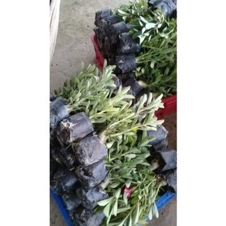Cây giống sứ thái - [THẾ GIỚI HOA CÂY CẢNH] - (Ảnh thật số 2).