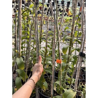 PHI ĐIỆP ĐỘT BIẾN 5 CÁNH TRẮNG PHÚ THỌ