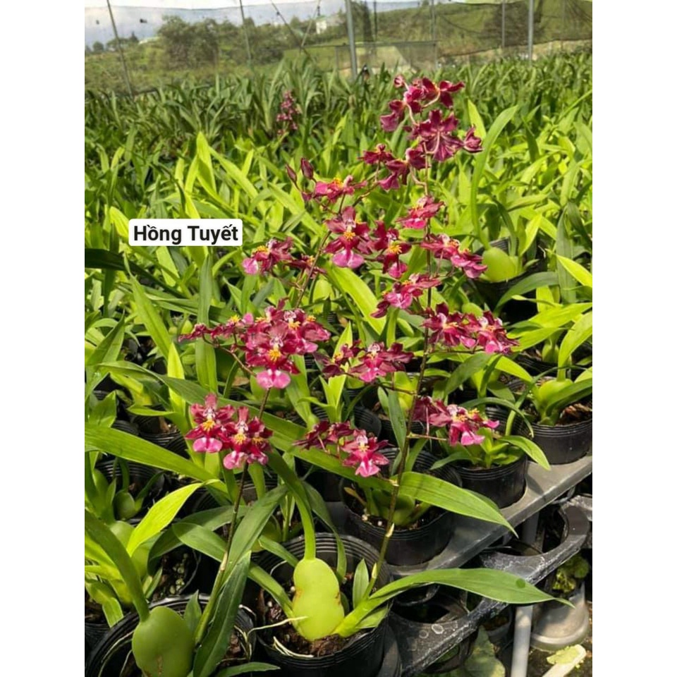 Hoa lan vũ nữ hàng giống