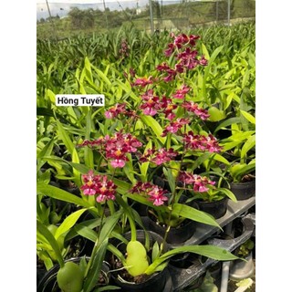 [Giá hủy diệt] Hoa lan vũ nữ hàng giống