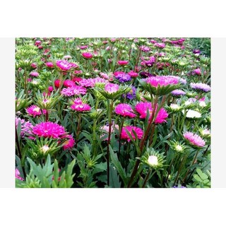 Hạt giống hoa CÚC ĐÀ LẠT - gói 100 hạt