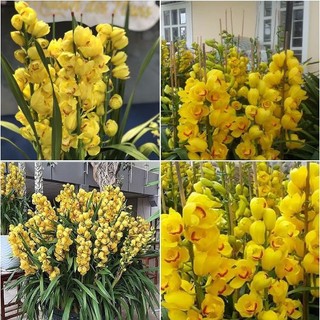 COMBO 3 củ giống địa lan santo hoa vàng