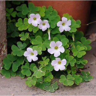 Cỏ ba lá(10 củ)HOA TẾT kèm phân
