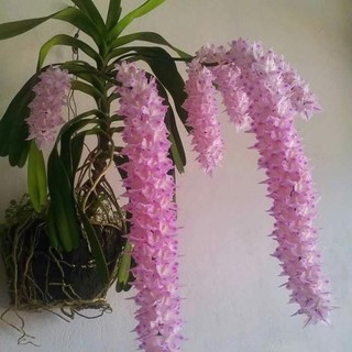 Hoa lan đuôi sóc hàng rừng