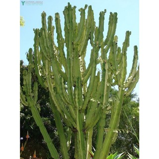 Xương rồng ba cạnh - 1 thân