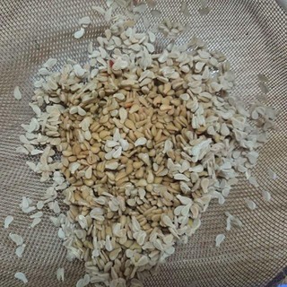 Xả946- Hạt giống bình bát dây đẹp chuẩn TPV