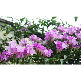 Cây giống hoa lan tỏi cao 30cm -40cm