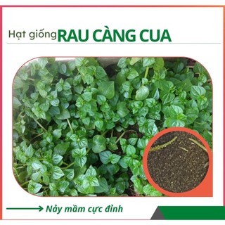 Hạt giống rau càng cua - dễ trồng dễ chăm sóc
