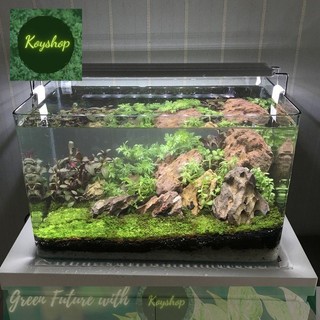 Bể Cá Mini -Hồ Kính Đúc Uốn cong 2 góc trọn bộ, hồ lọc đèn kèm bộ phụ kiện trang trí.