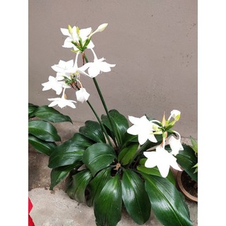 Củ hoa ngọc trâm