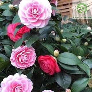 Cây hoa trà my giống cao 30cm ra hoa sau 4-5 tháng ,