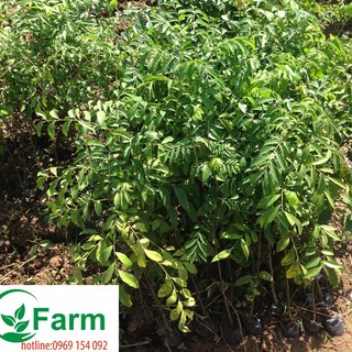 COMBO 02 cây móc mật tặng thêm cây mặc định